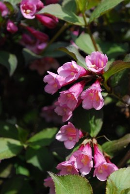 Weigela florida - vajgélie květnatá - květ